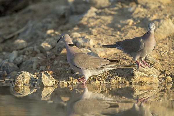 Brillentaube (Streptopelia decipiens)