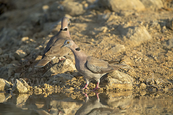 Brillentaube (Streptopelia decipiens)