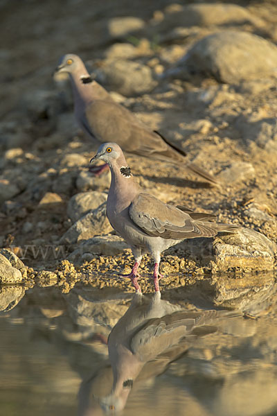 Brillentaube (Streptopelia decipiens)