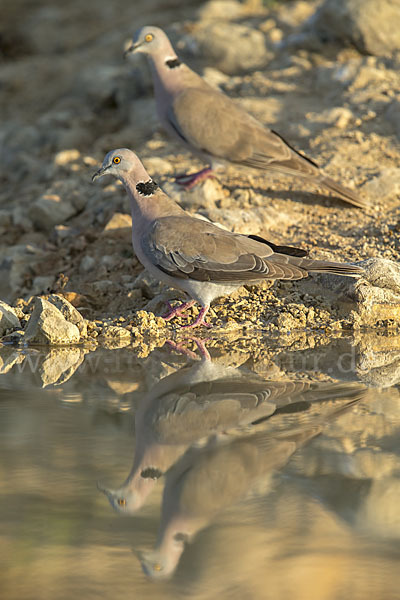 Brillentaube (Streptopelia decipiens)