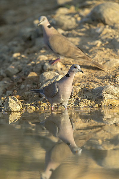 Brillentaube (Streptopelia decipiens)