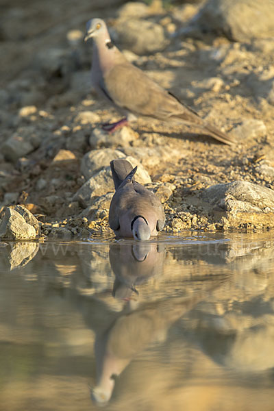 Brillentaube (Streptopelia decipiens)