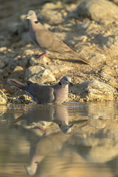 Brillentaube (Streptopelia decipiens)