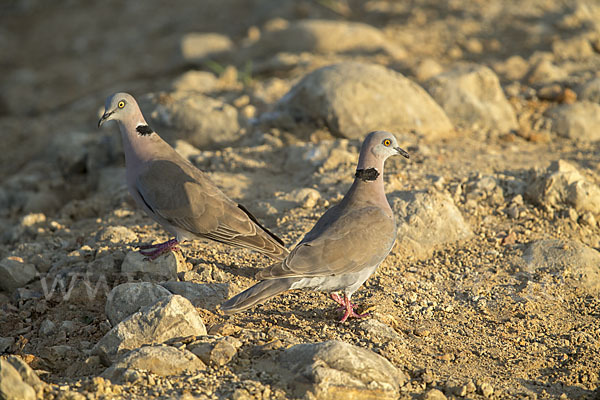 Brillentaube (Streptopelia decipiens)