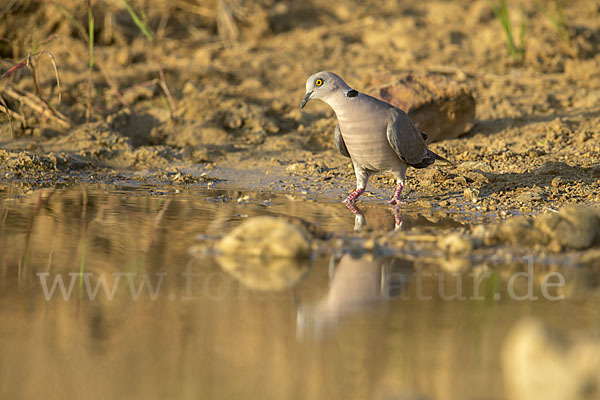 Brillentaube (Streptopelia decipiens)