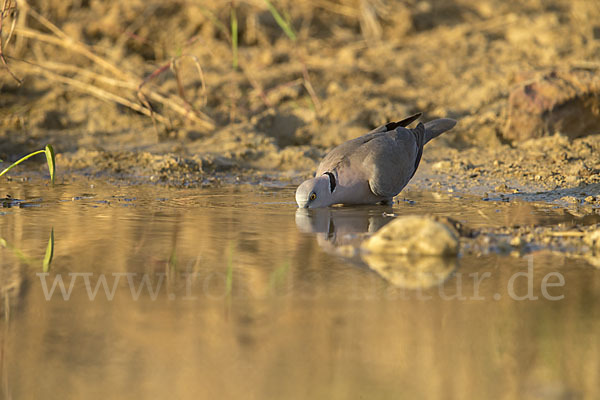 Brillentaube (Streptopelia decipiens)