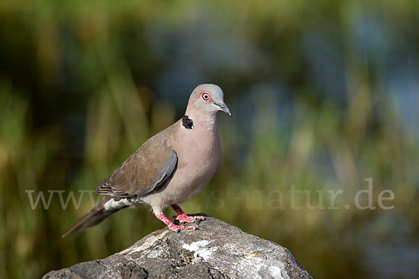 Brillentaube (Streptopelia decipiens)