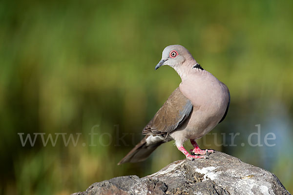 Brillentaube (Streptopelia decipiens)