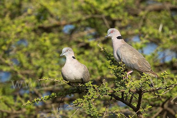 Brillentaube (Streptopelia decipiens)