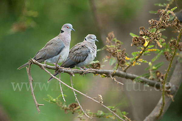 Brillentaube (Streptopelia decipiens)