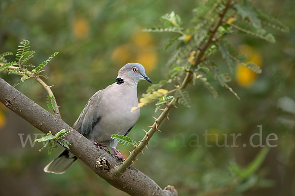 Brillentaube (Streptopelia decipiens)