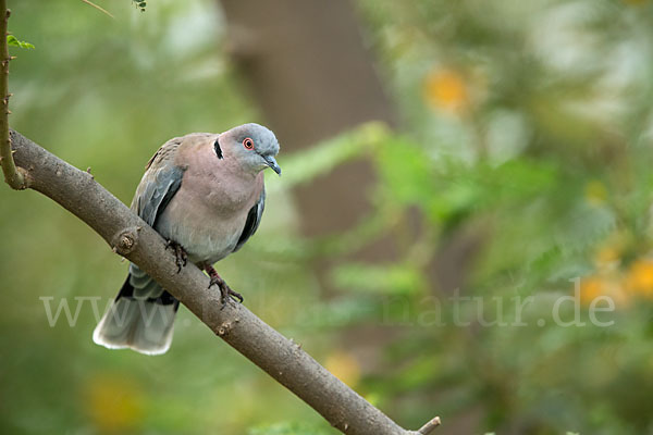 Brillentaube (Streptopelia decipiens)