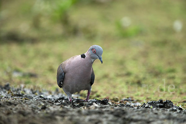 Brillentaube (Streptopelia decipiens)