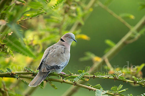 Brillentaube (Streptopelia decipiens)