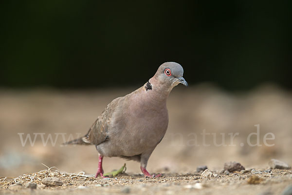 Brillentaube (Streptopelia decipiens)