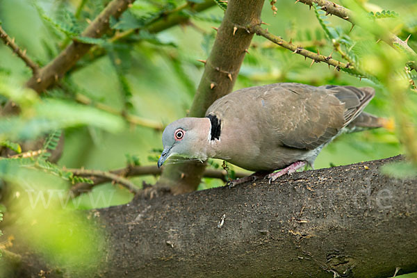 Brillentaube (Streptopelia decipiens)