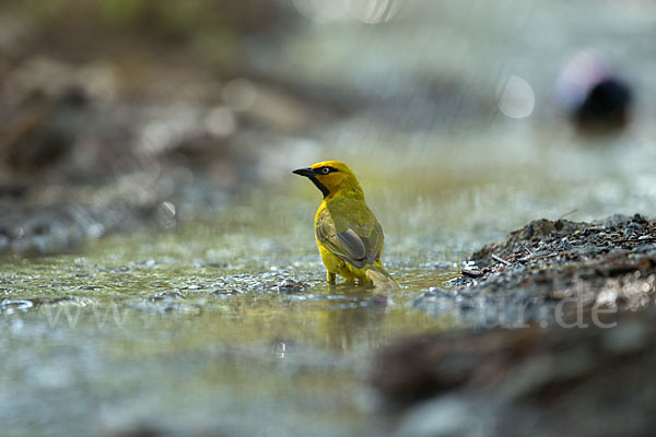 Brillenweber (Ploceus ocularis)