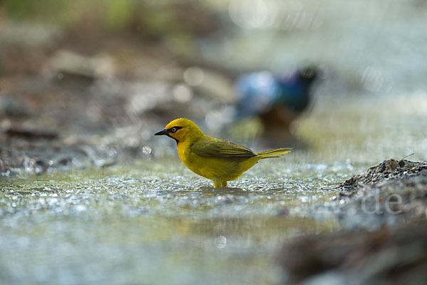 Brillenweber (Ploceus ocularis)