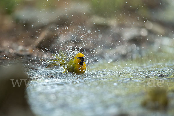 Brillenweber (Ploceus ocularis)