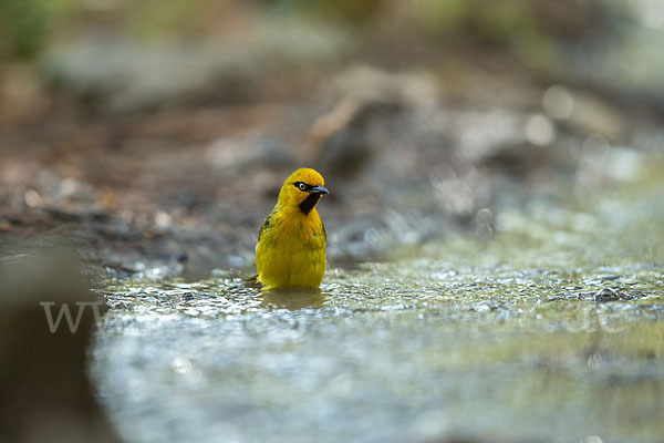 Brillenweber (Ploceus ocularis)