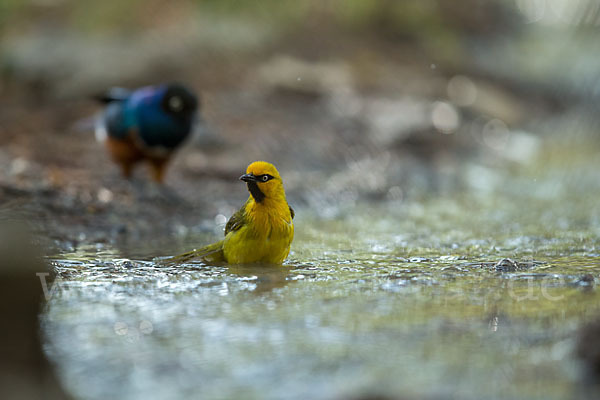 Brillenweber (Ploceus ocularis)