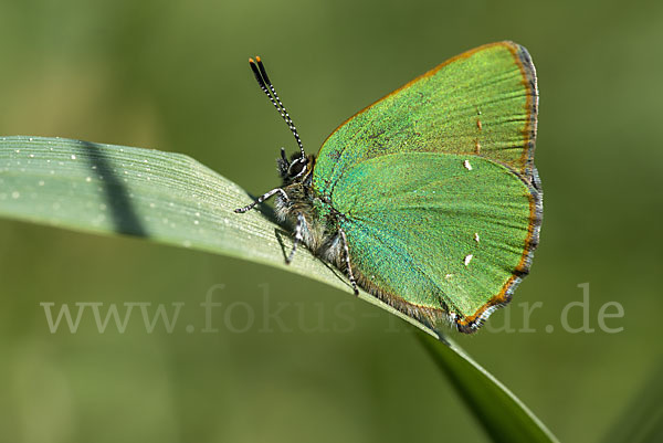 Brombeerzipfelfalter (Callophrys rubi)