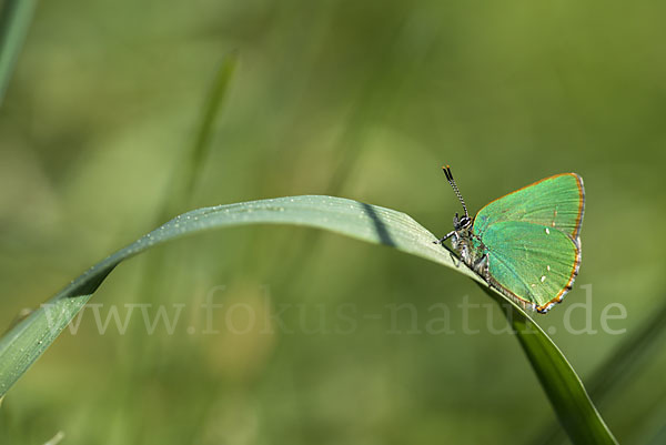 Brombeerzipfelfalter (Callophrys rubi)