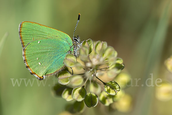 Brombeerzipfelfalter (Callophrys rubi)