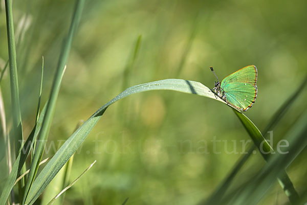 Brombeerzipfelfalter (Callophrys rubi)