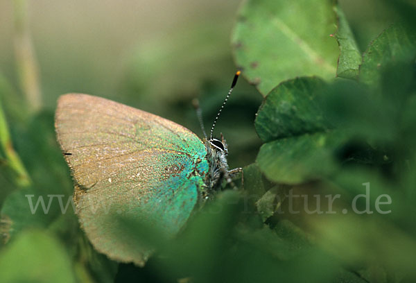 Brombeerzipfelfalter (Callophrys rubi)