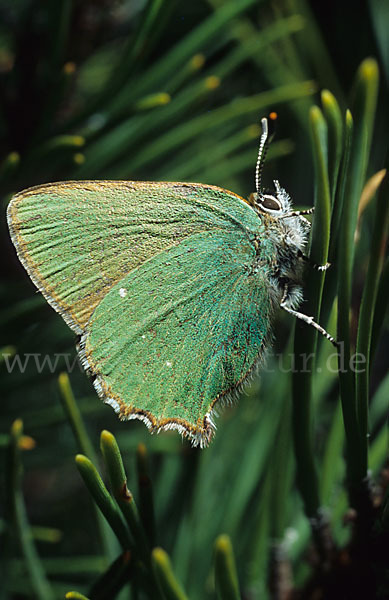 Brombeerzipfelfalter (Callophrys rubi)