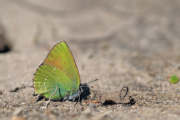 Brombeerzipfelfalter (Callophrys rubi)