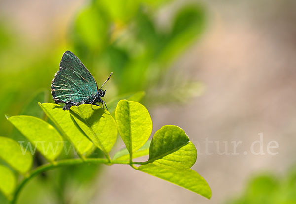 Brombeerzipfelfalter (Callophrys rubi)