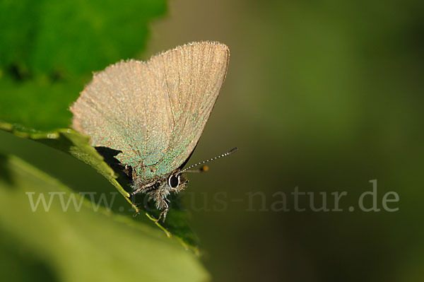 Brombeerzipfelfalter (Callophrys rubi)