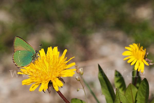 Brombeerzipfelfalter (Callophrys rubi)