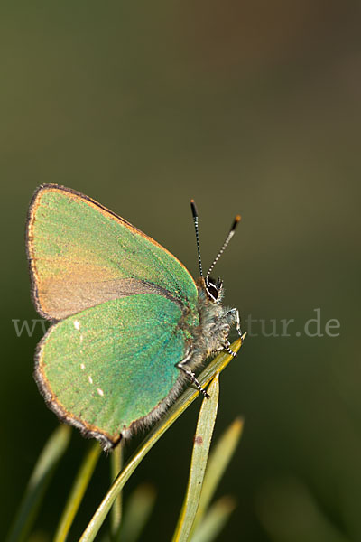 Brombeerzipfelfalter (Callophrys rubi)