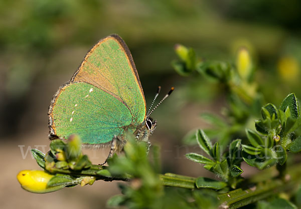 Brombeerzipfelfalter (Callophrys rubi)