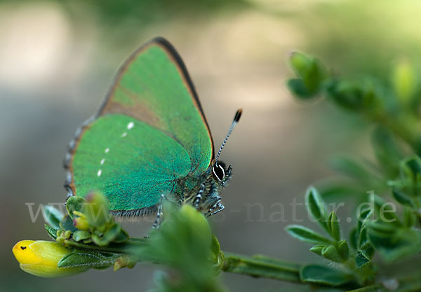 Brombeerzipfelfalter (Callophrys rubi)