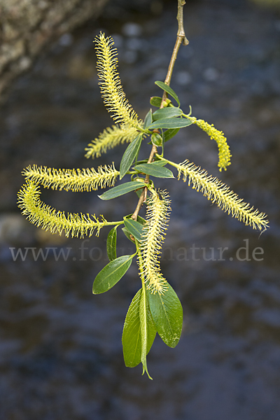 Bruch-Weide (Salix fragilis)