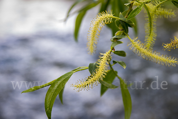 Bruch-Weide (Salix fragilis)