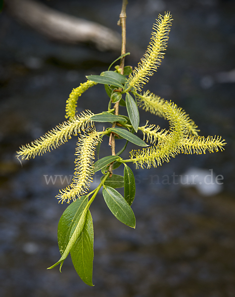 Bruch-Weide (Salix fragilis)