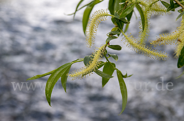 Bruch-Weide (Salix fragilis)