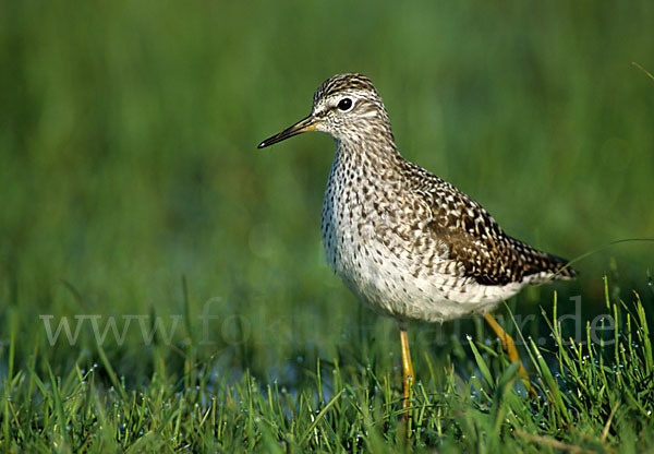 Bruchwasserläufer (Tringa glareola)