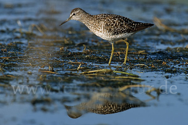 Bruchwasserläufer (Tringa glareola)