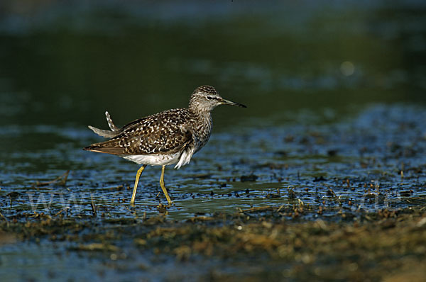 Bruchwasserläufer (Tringa glareola)