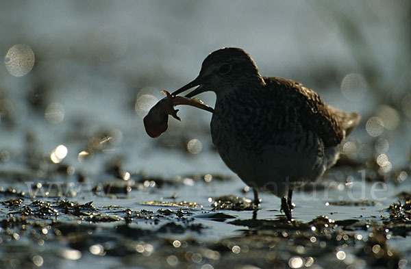 Bruchwasserläufer (Tringa glareola)