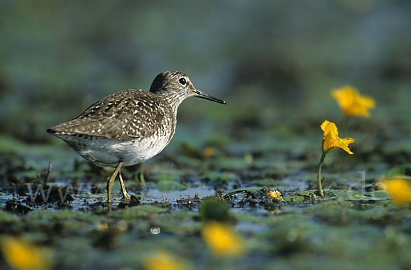 Bruchwasserläufer (Tringa glareola)