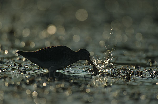 Bruchwasserläufer (Tringa glareola)