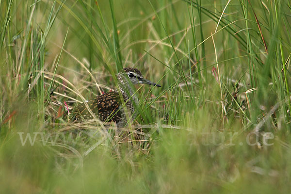 Bruchwasserläufer (Tringa glareola)