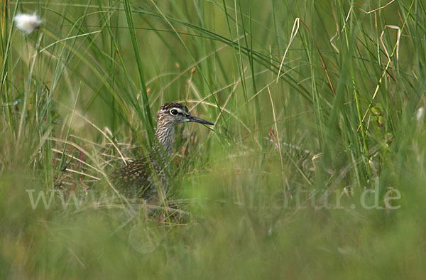 Bruchwasserläufer (Tringa glareola)